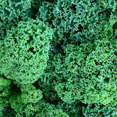 Curly Kale