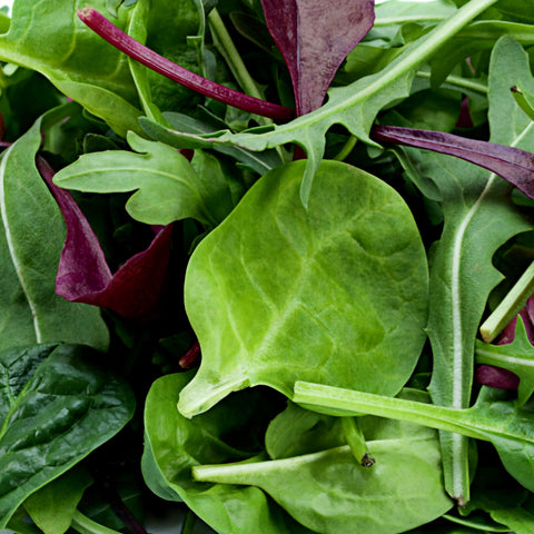 Baby Leaf Salad Mix