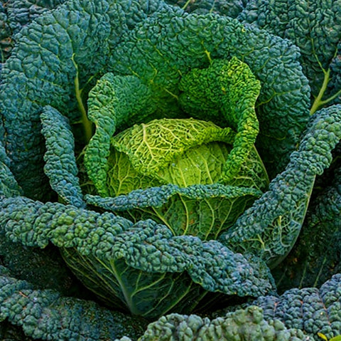 Savoy Cabbage