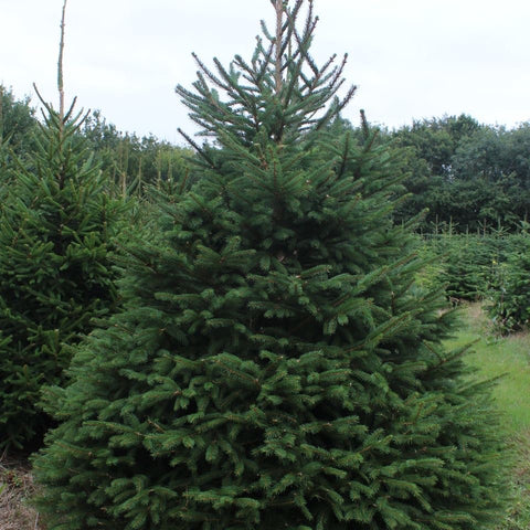 Spruce Christmas Trees - Available to Click & Collect