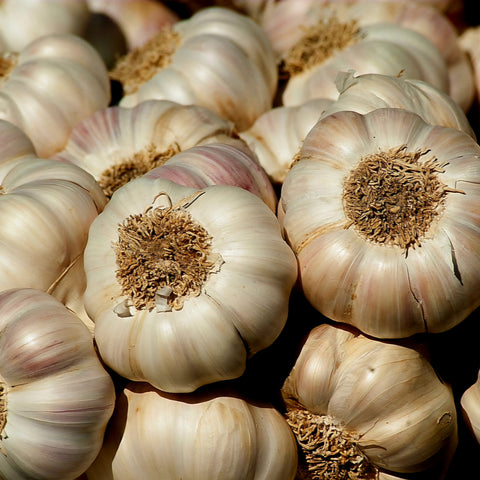 White Garlic Bulb