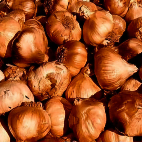 Oak Smoked Garlic Bulb