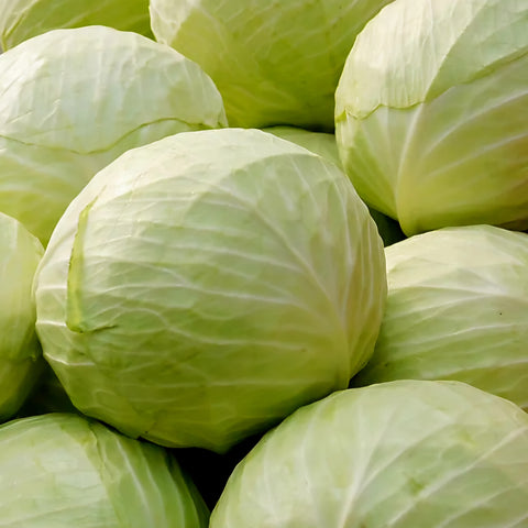White Cabbage