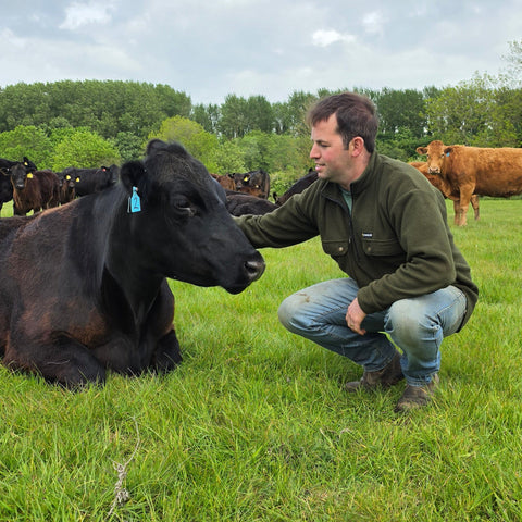 Man interacting with a black cow in a grassy field with other cows in the background.