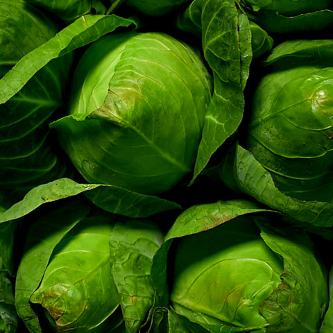 Hispi Cabbage