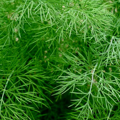 Fresh Herbs