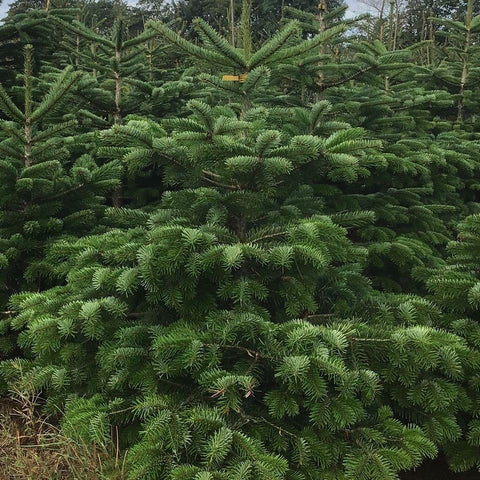 Spruce Christmas Trees - Available to Click & Collect