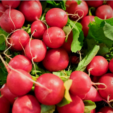 Radish Bunch