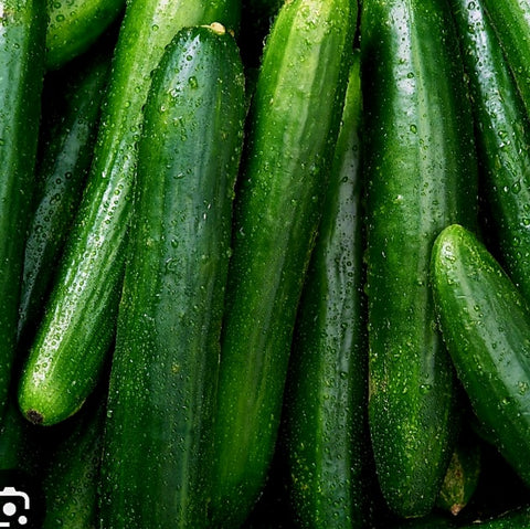 Cucumber