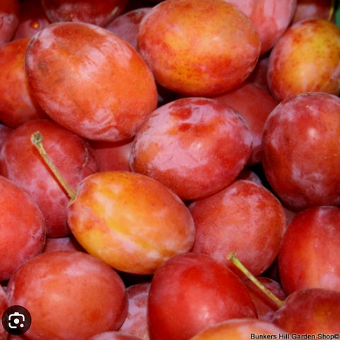 Plums