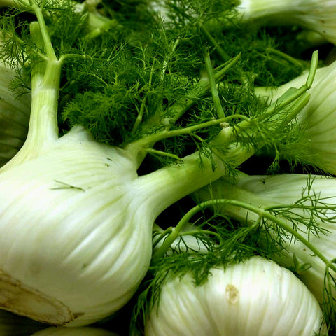 Fennel Bulb