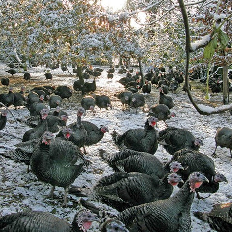 Great Grove Norfolk Free Range Bronze Whole Turkey