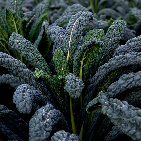 Cavolo Nero